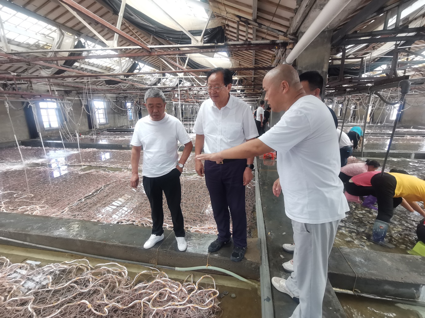 江苏极端高温致紫菜采苗推迟 省紫菜协会调研指导产业应对